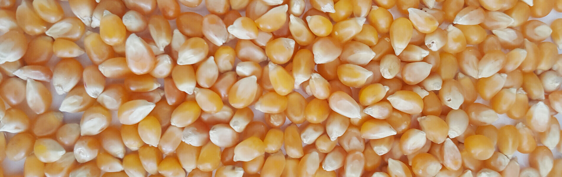 Wholesale Popcorn Suppliers
